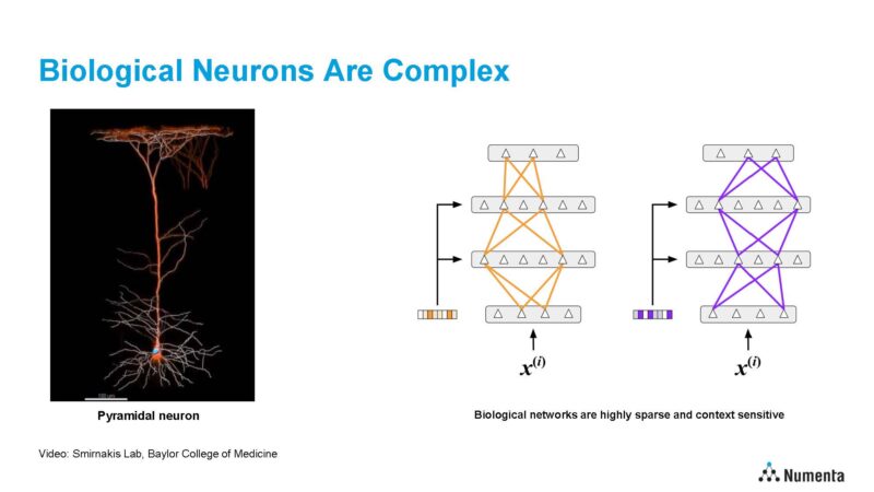 Numenta HotChips Aug 27 Biological Neurons Are Sparse